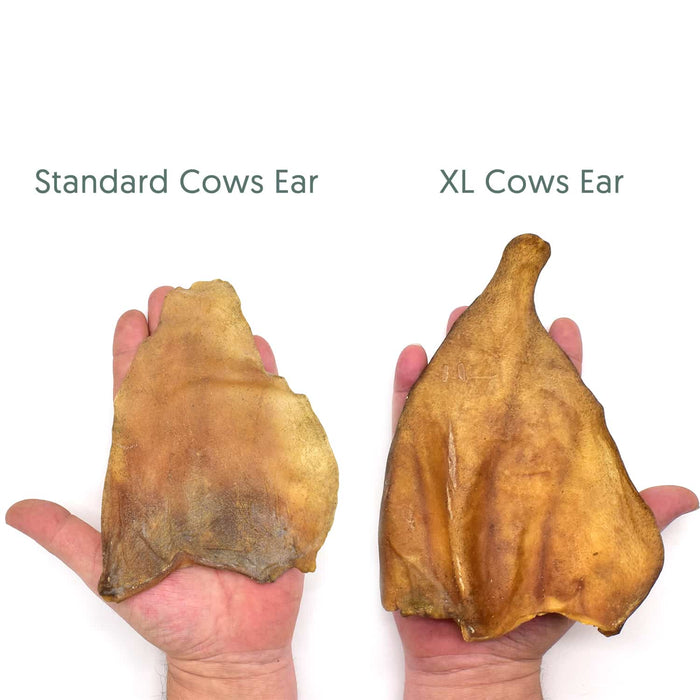 NEW! XL Thick & Tasty Beef Cows Ears
