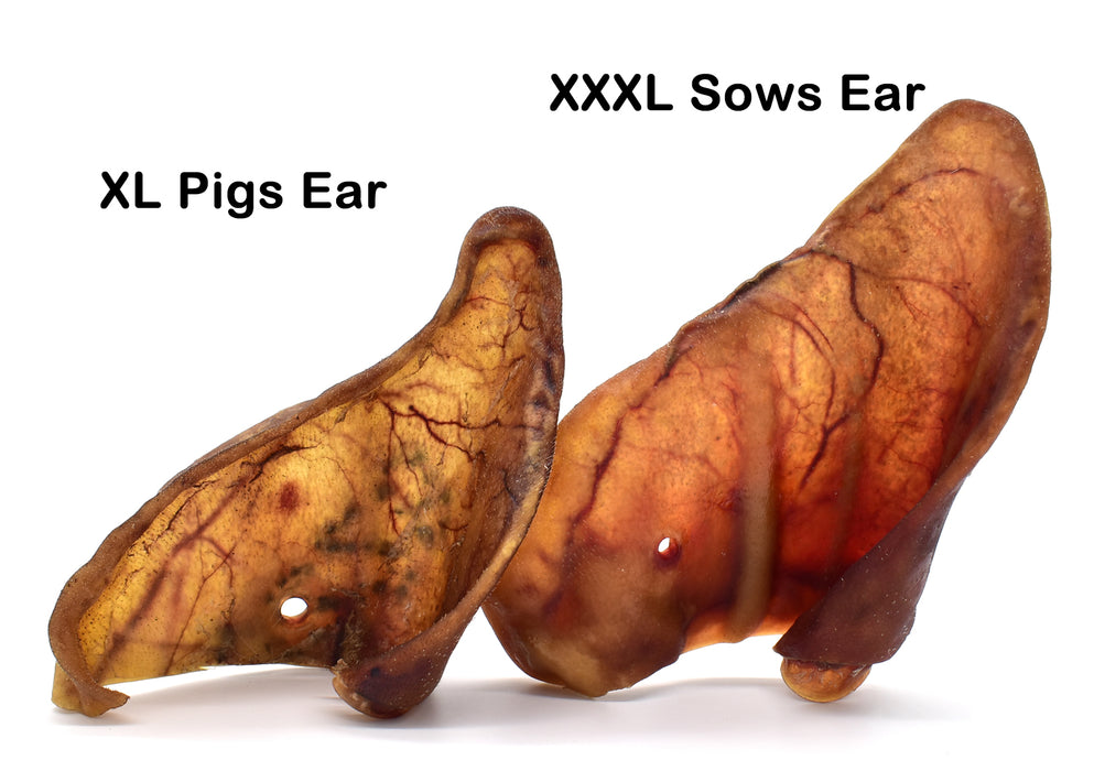 Premium XXL Sows Ears
