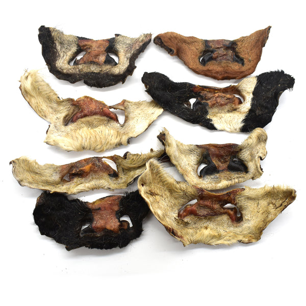 Cow Noses with Hair