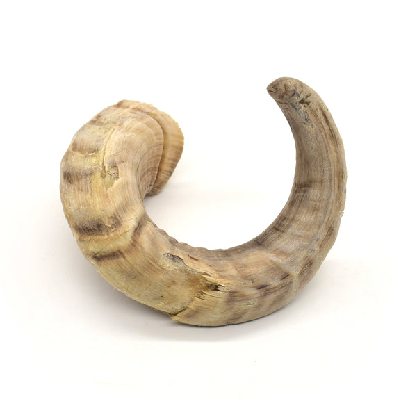 NEW! Whole Ram Horns