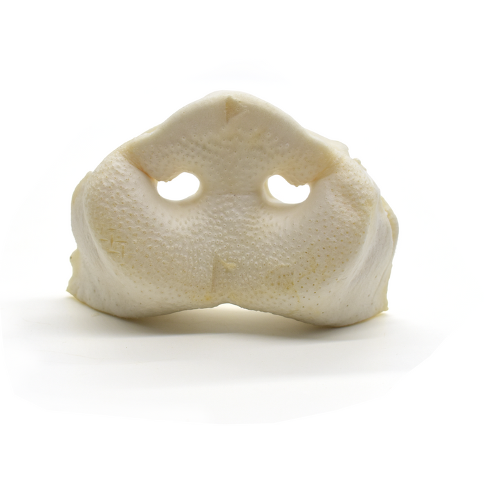 NEW! Large Puffed Pig Noses/Snouts